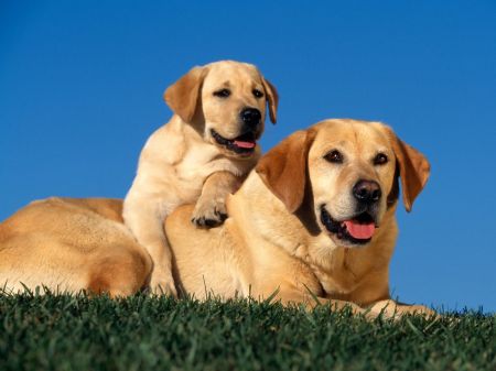 normal_Yellow-Labradors.jpg